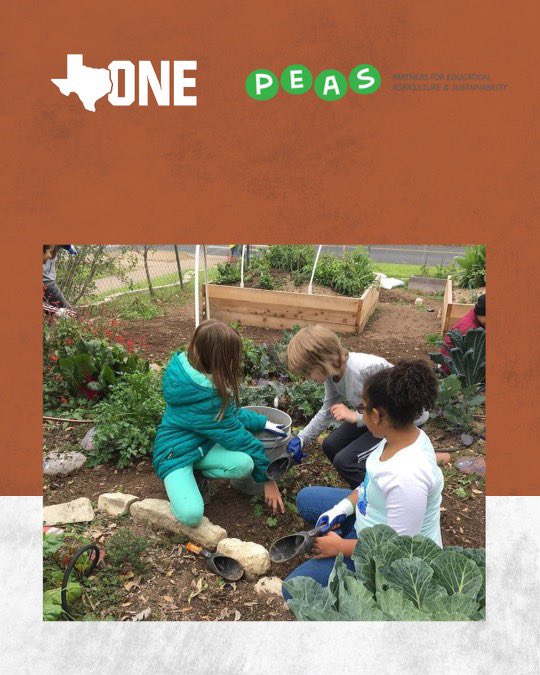 Founded with the mission to cultivate joyful connections with the natural world through outdoor learning and edible education, please support @peas_community through volunteering or donations. Visit, bit.ly/4cvFFMs to learn more . @TexasOneFund