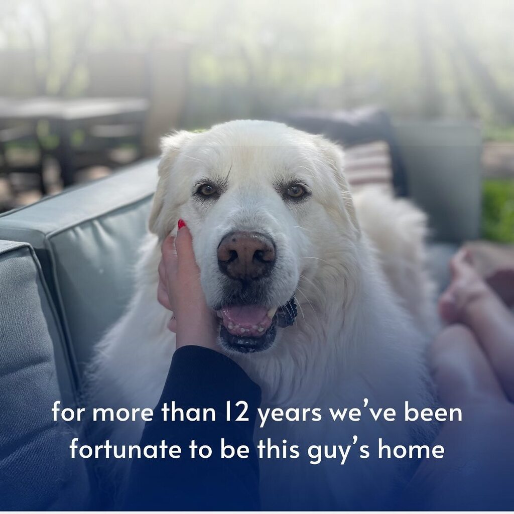 NickSundahl's tweet photo. We had to say goodbye to our Apollo yesterday. He came to us as a foster, but we inevitably “failed” to find him another home. He was a challenging boy, but a loyal and loving one. A very good boy indeed. https://t.co/VNykvu40V5 https://t.co/Xn66yiIb09