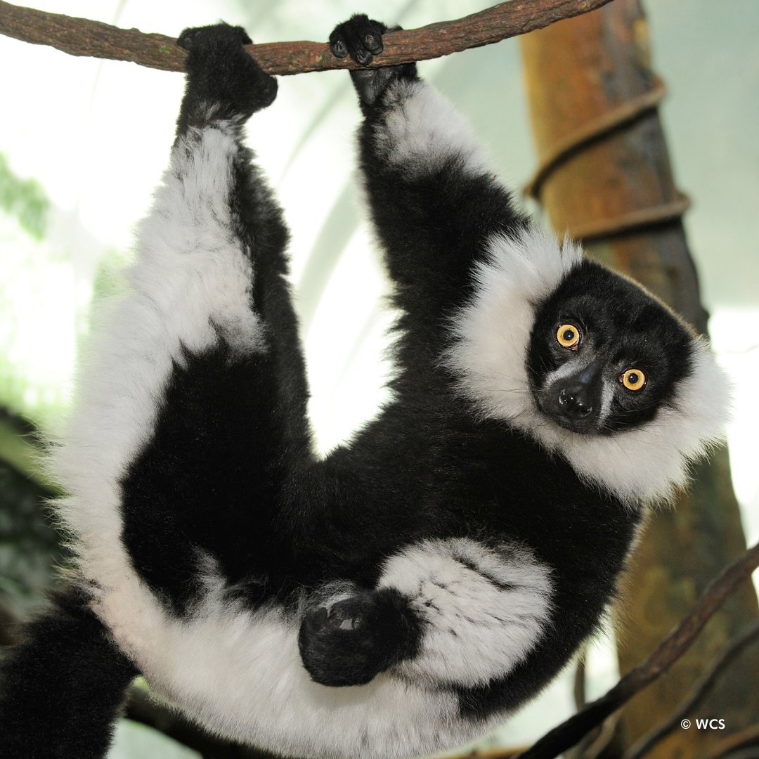 Come “hang” with us this spring break and visit amazing wildlife in the heart of Manhattan, including this black and white ruffed lemur!