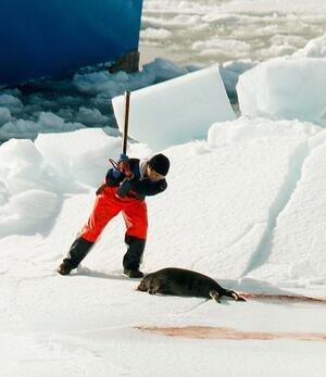 1) Canada's🇨🇦#DepartmentofFisheriesandOceans has announced the start of the next harp #seal pup bloodbath on April 8. This year, due to the poor sea ice, many newborn seal pups may have drowned before they learned to swim. Canada must cancel the harp seal pup slaughter.🙁