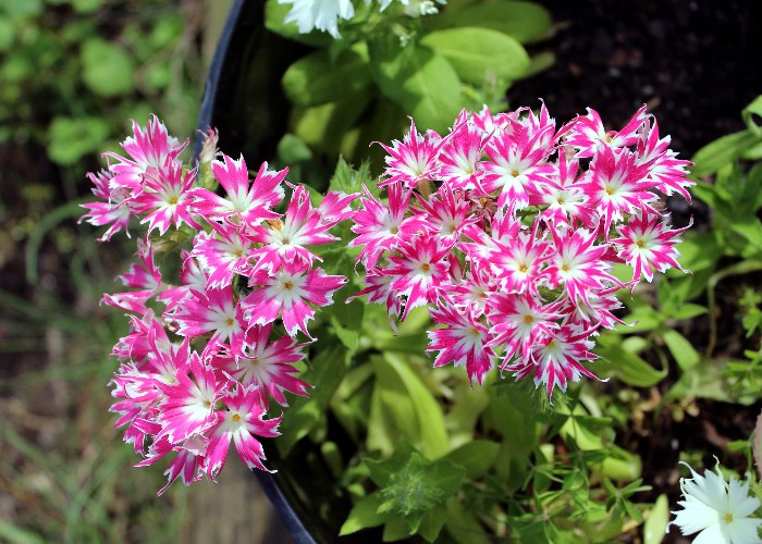 BamaLady77's tweet photo. @spann My popstars Phlox is in full bloom. https://t.co/nM1ePHNiyM