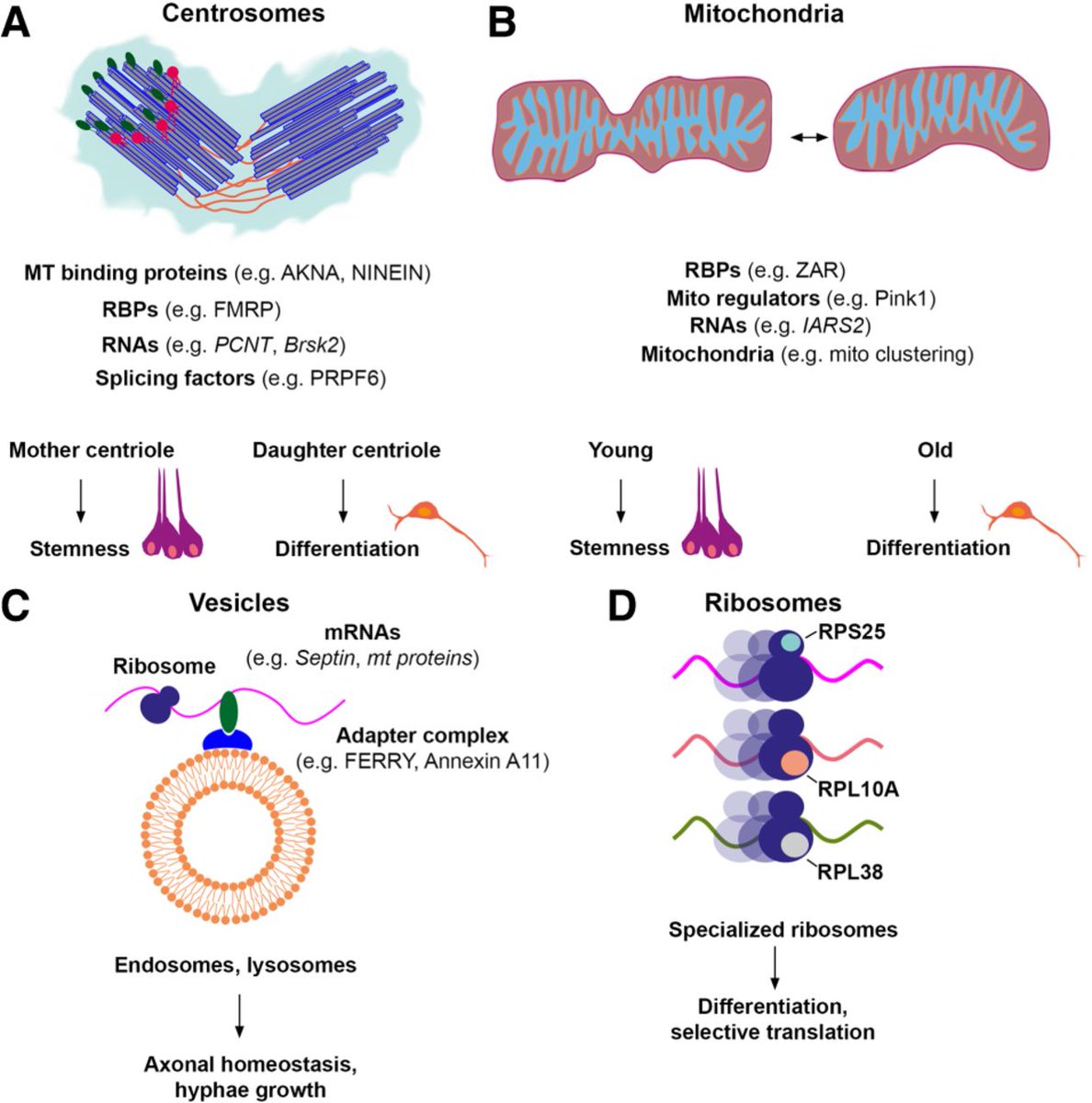 How does organelle heterogeneity contribute to cellular diversity and function? Schieweck & Götz answer this question in this comprehensive Review Article: ➡️ tinyurl.com/gd351337 @LMU_Muenchen #OpenAccess