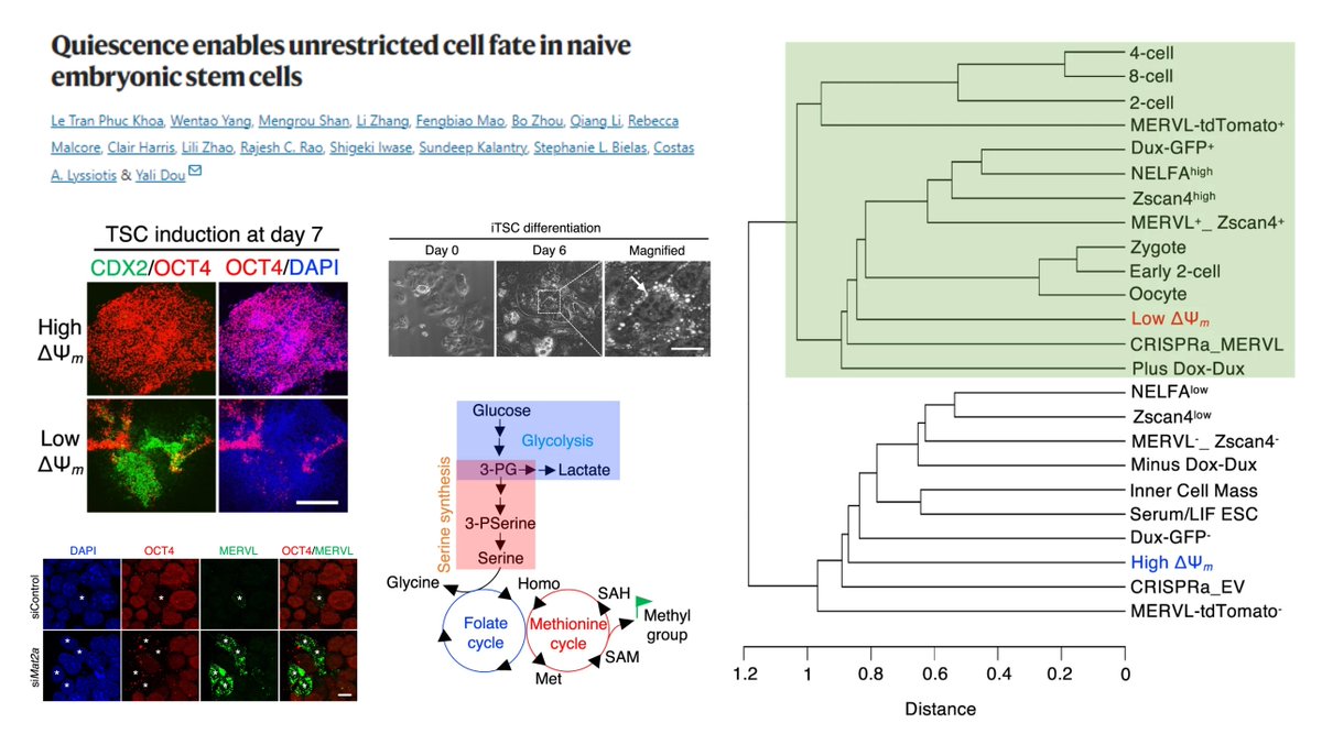 HaoYin20's tweet photo. Metabolic (⏬one-carbon metabolism) & epigenetic (⏬H3K27me3) determinants of cell fate plasticity of #Quiescence #EmbryonicStemCell
KO PRC2 component Eed promotes unrestricted cell fate of naive ESC
Sorting ESC by #MitochondrialMembranePotential
high->Cyclin ESC
low->Quiescent ESC
@LeTranPhucKhoa1 @NatureComms 2024
https://t.co/6tyJ9KA7wX