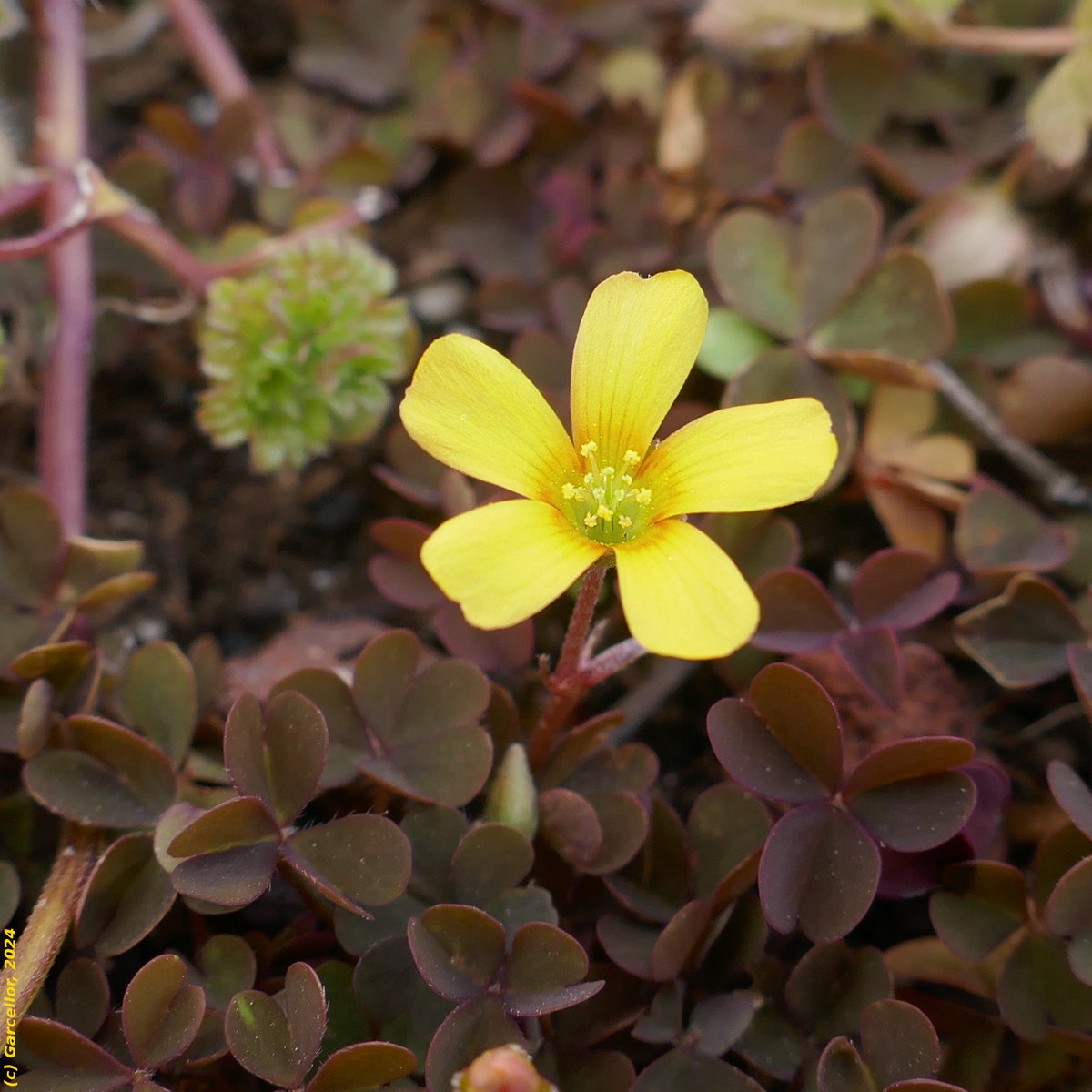 LorenzoGarciaCe's tweet photo. (1/3) Si no me equivoco esta flor pertenece a la especie Oxalis corniculata var. atropurpurea, nombre que hace referencia al color de las hojas de esta variedad concreta. 

Colmenar Viejo, Madrid, España. Marzo de 2024.

#garcellor #oxaliscorniculata #acedera https://t.co/1qWAYLmZvz