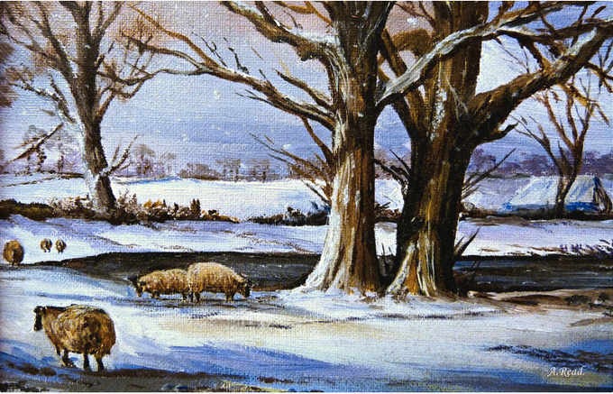 Good morning. Sheep in the snow. Winters Morning by Andrew Read