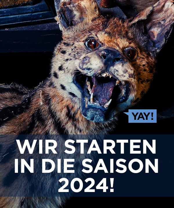 Hafenbasar's tweet photo. Ab diesem Freitag (29.3.) haben wir wieder wie gewohnt geöffnet. Jeweils Samstags, Sonntags und an Feiertagen von 10-15 Uhr. 
Unsere Buschkatze Bärbel (auf dem Foto) freut sich schon auf euren Besuch! Und unsere Kuratorin erst recht 📷 https://t.co/sRfhqngxyw