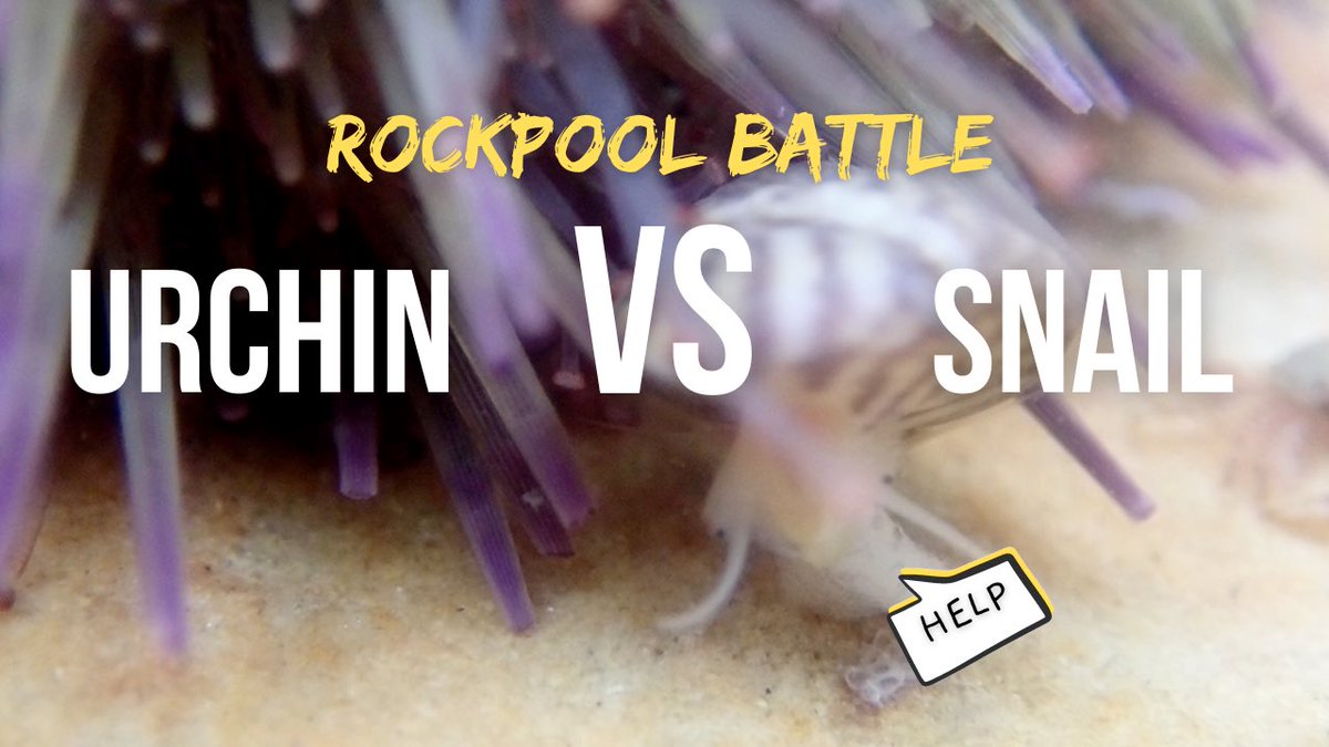 marinemumbles's tweet photo. Urchin vs Snail!
Who will win in this epic showdown?! 😂
There’s also #nudibranch, fish, amphipod, scale worms and so much more in this video!
Watch here: https://t.co/wYc0cAUrcE
#scicomm #marineinvert #marinebiology #rockpooling #rockpool https://t.co/CwXTTUQ2u0