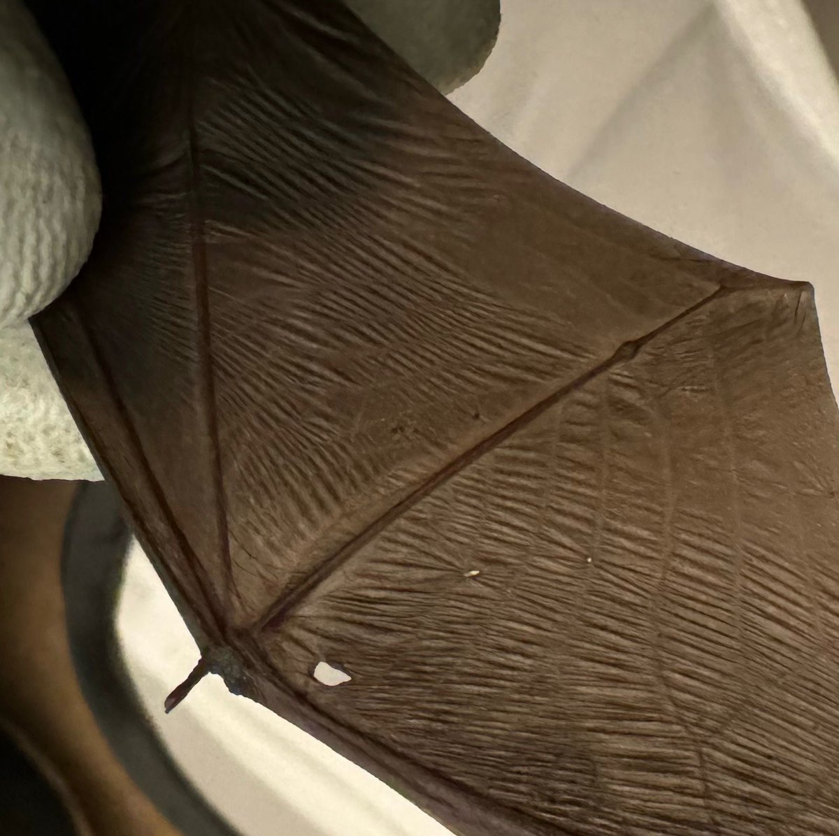 🦇WAKEY WAKEY🦇

Bats are more active this week &amp; we had more rescues including this common pipistrelle from Ballymoney - he had a run in with a cat and was lucky to escape with just a small puncture in the membrane.

Thanks to finder Nathan &amp; our ambulance driver Ian 

#LoveBats