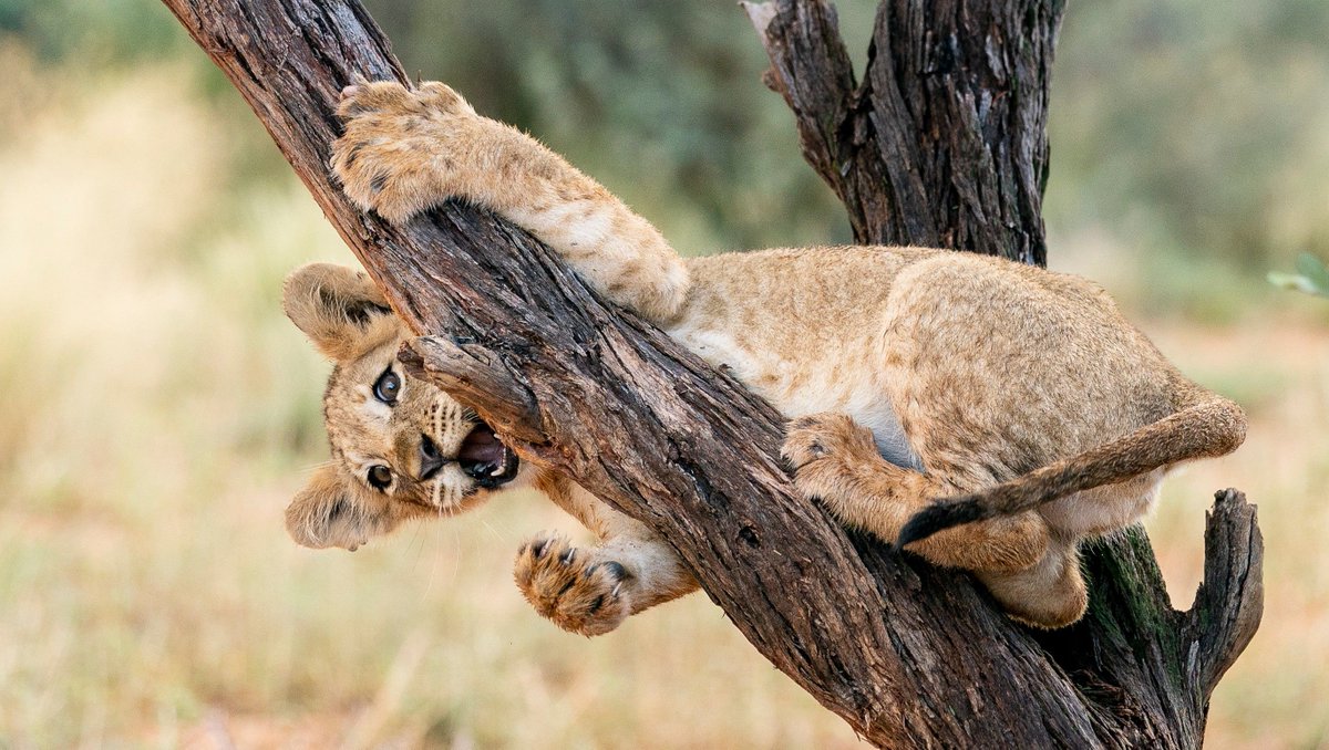 Tswalu Kalahari Reserve tweet media