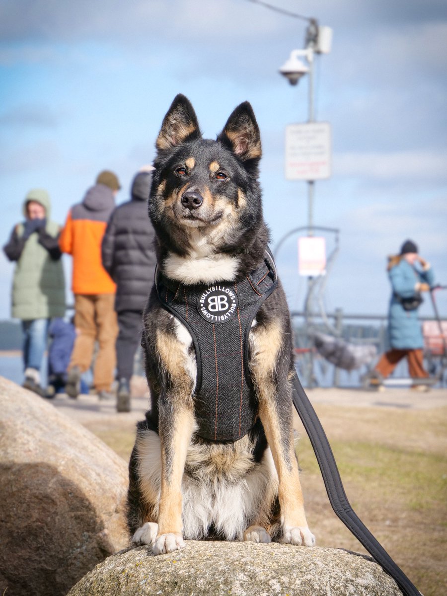 BullyBillows tweet media