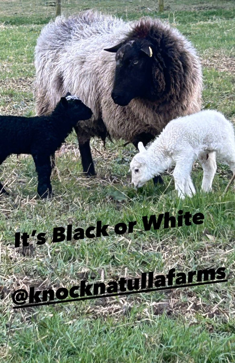 Either it’s Black Or White 🐑@knocknatullafarms #lambing #lambs #belclaresheep #organic #biodynamic #biodynamicagriculture #irishorganicassociation #irishorganicfarming