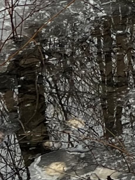 RevAnneCapeAnn's tweet image. March 27th, 2024 #MudSeason #HolyWeek #SmallBeautiesHour which has become #SmallBeauties all the time thanks to ⁦@ThreadofGold1⁩ and ⁦@radicalhoneybee⁩ &amp;amp; #BecauseofClem 🥰🙏