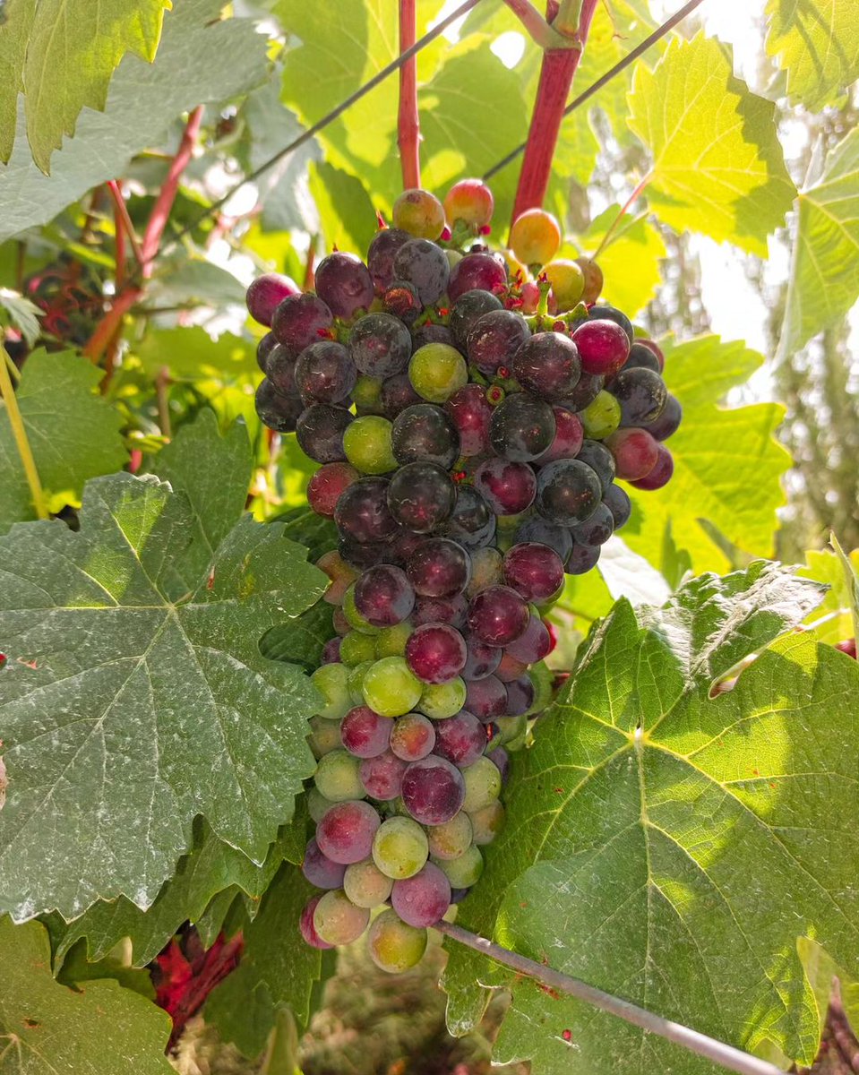 Visit the Douro Valley and experience the lush vineyards with flavorful grapes contributing to your wine tasting. #ExploreUniworld 📷 Cruise Manager Miriam