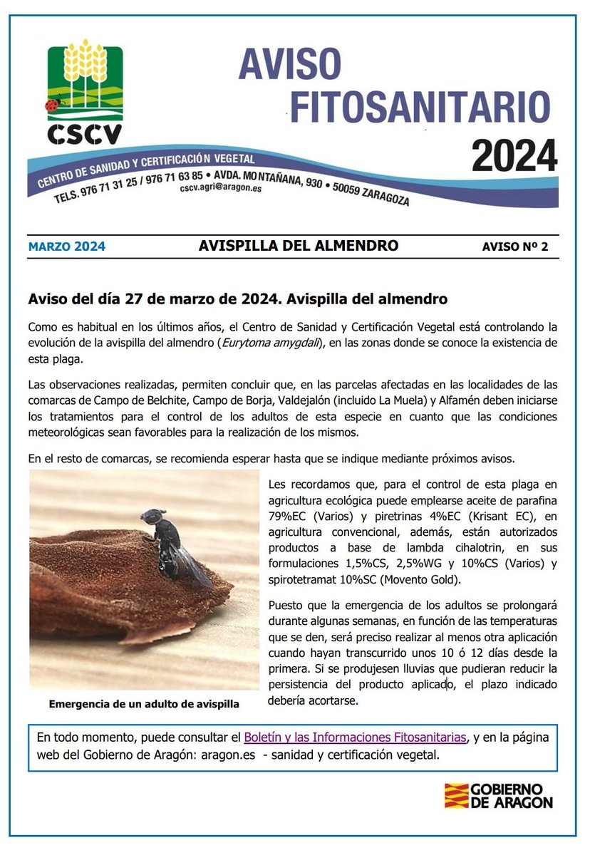 redfaragon's tweet photo. En las parcelas afectadas por la #avispilla del #almendro, #Eurytoma amygdali, de las comarcas de #Valdejalon Campo de #Borja Campo de #Cariñena y el municipio de Alfamen deben iniciarse los tratamientos cuando la meteorología permita hacerlo adecuadamente. https://t.co/17QWPfznkX