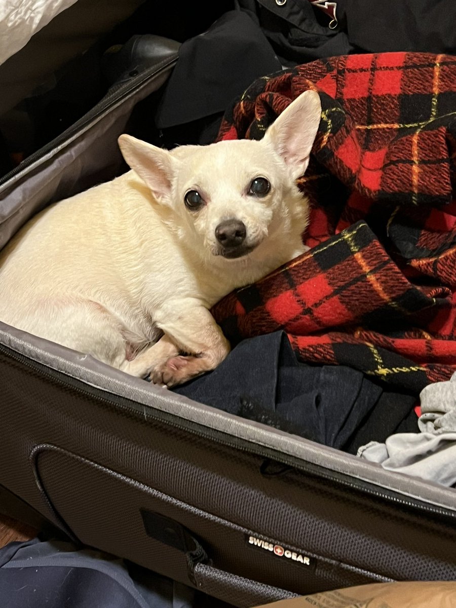 Back home in Houston, it’s a bit chilly. Goldie is keeping warm in my opened suitcase