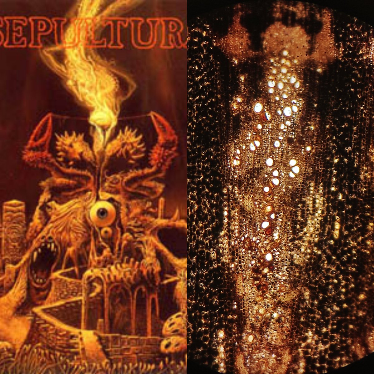 gabotanic_'s tweet photo. Was the Brazilian trash metal band Sepultura inspired by a #rhizome anatomy after applying histochemical test to detect starch grains? https://t.co/BavKLwUQqk
