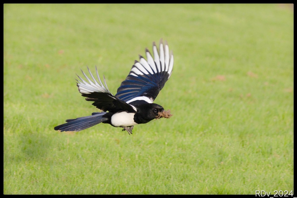 Magpie #magpie #birdphotography #BirdsSeenIn2024 #birding #BirdsOfTwitter #wildlife #nature #birds #inflight @ThePhotoHour