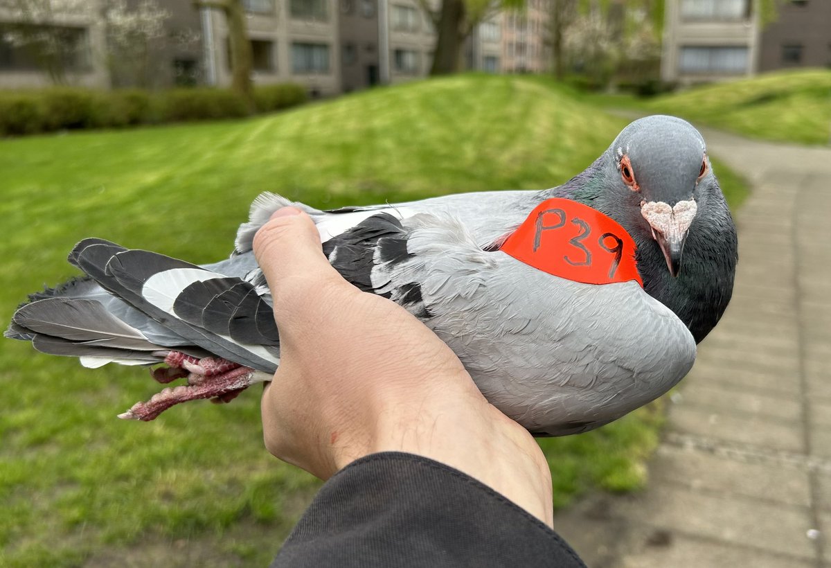valentinkiss07's tweet photo. Wings tagged! 🕊️Ready to decode the secrets of pigeon society! 🐦 Who knew these feathered friends had such complex social networks? Stay tuned as we uncover the social interactions that fuel disease transmission! 🦠#BehaviouralEcology #SocialInteractions #WingTagging #Pigeon https://t.co/2qaEbHqh3S