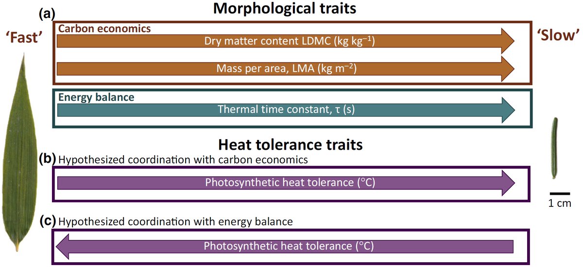 Sean Michaletz tweet media