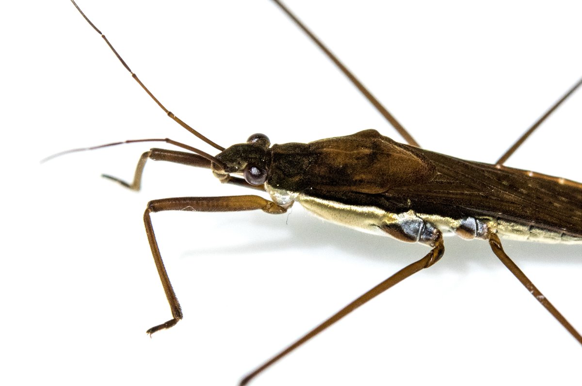 雨上がりの晴れた道にアメンボがじたばたしていて
春を感じる

アメンボって拡大して撮るの初めてだけど
腹側金色なのかっこええな 
