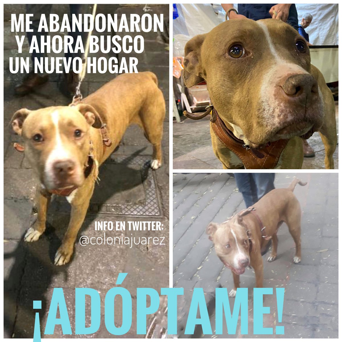 LaColoniaJuarez's tweet photo. Macho, talla mediana, amigable y puede convivir con más animales. Está solito y desprotegido vagando en calles de #ColoniaJuarez a donde al parecer lo vinieron a abandonar. Ya trae una patita lastimada 🤕 ¡Ayúdalo!
RT por favor 🙏 https://t.co/peIFH3Zica