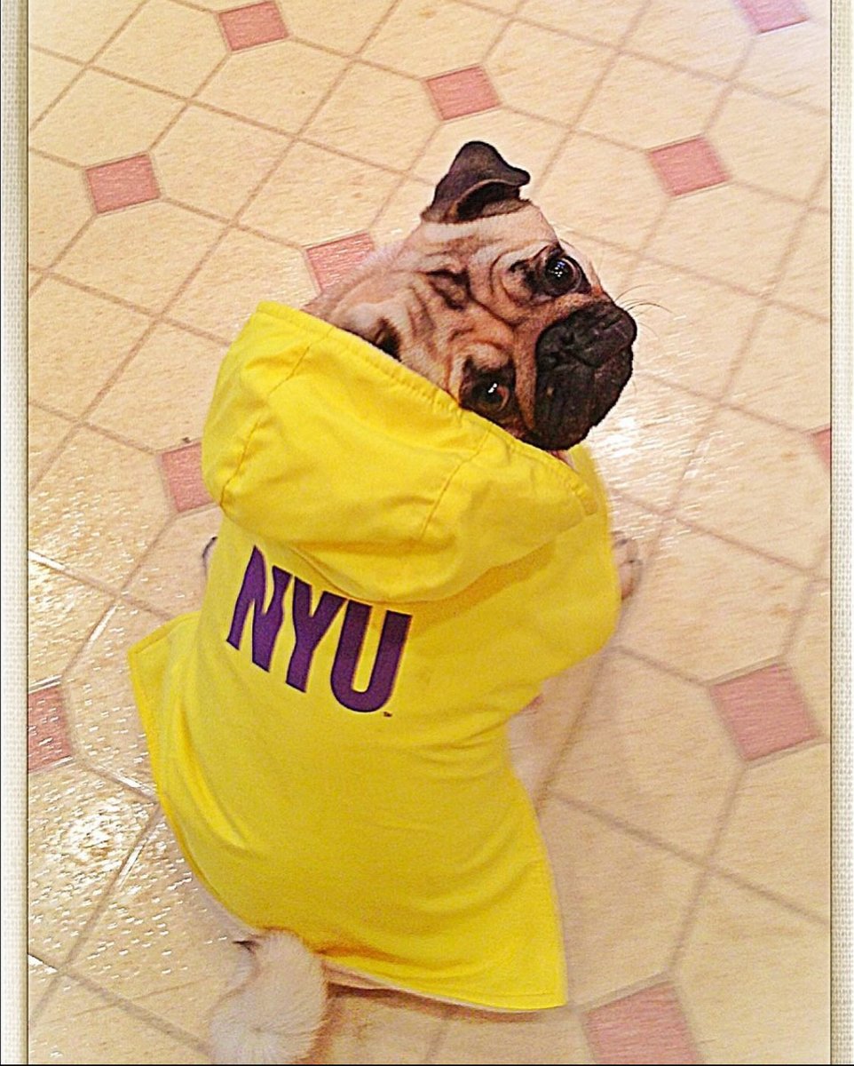 NYUAlumni's tweet photo. Charlotte the Pug wants you to make your #NYUOneDay gift!
It’s #NYUOneDay, a special moment each year where the entire #NYU community rallies together to invest in the potential of our students and their dreams.
#NYUAlumni and students, including Soji (SPS ’24) and Ashley (STERN ’24), are joining us on IG and FB Stories! Throughout the day, they will be giving alumni a behind-the-scenes look into #NYUOneDay and the #NYU village helping to make student dreams come true today. Tune in! https://t.co/HWMmVQqb8f