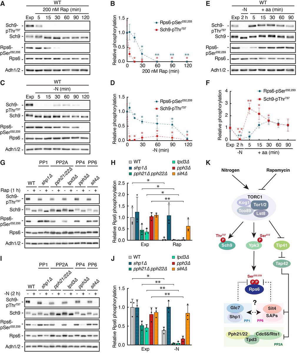 Micropub7n's tweet photo. Proxies introduce bias in decoding TORC1 activity #micropublication #biology #data #caltechlibrary #Scerevisiae #Biochemistry #Methods #NewFinding https://t.co/8y1pHAju6G https://t.co/wrvpIK9wlY