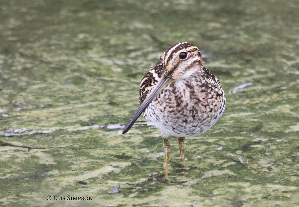 Voting closes Sunday 31st , support @waderquest by voting and sharing with friends, family and colleagues. Waders need love too! Caring is the first step to conservation. Thank you! Wilson's Snipe © Elis Simpson mygivingcircle.org/wader-quest/vo… Be #inspired by #waders or #shorebirds