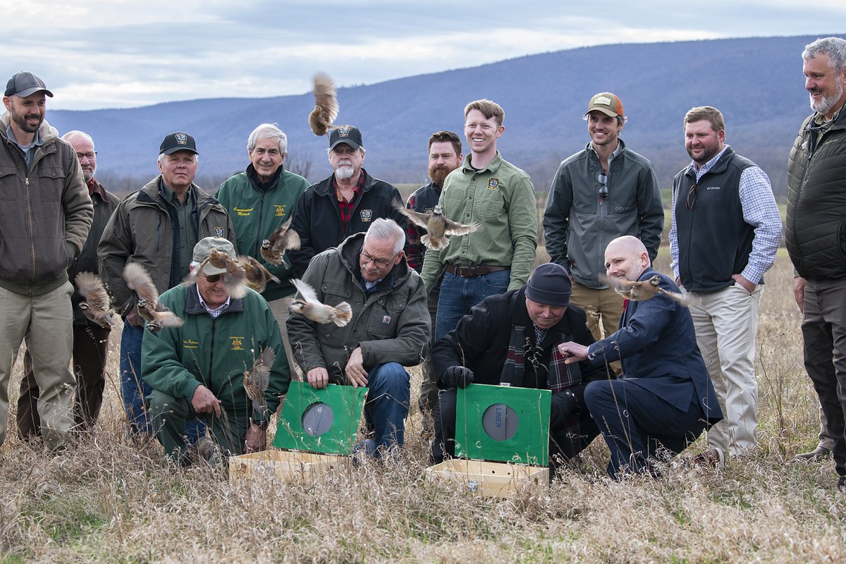 We are proud to have partnered with @PAGameComm, @pheasants4ever and @quail4ever on a quail translocation and native planting project on the Letterkenny Army Depot. Read more about the project 👇 bit.ly/4cAA07N 📷 Joshua Shinn