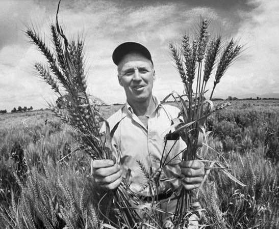 BumperCrop1's tweet image. Hoy se cumplen 110 años del nacimiento de Norman Borlaug, quien en 1970 recibió el Premio Nobel de la Paz por sus investigaciones en hibridación de trigo.
Borlaug, el padre de la Agricultura Moderna, es el responsable de salvar a 1.000 millones de personas de morir de hambre.
