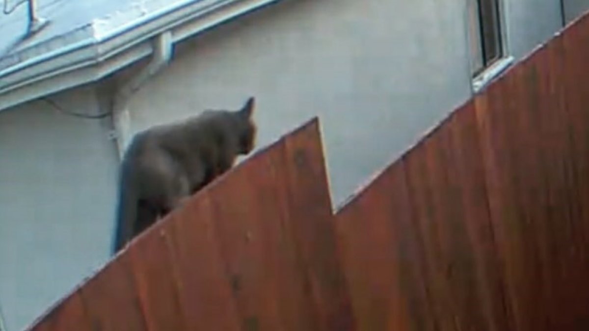 nbcbayarea's tweet photo. UPDATE: A large cat spotted in a residential area of South San Francisco Tuesday morning was initially thought to be a mountain lion, but police confirmed this morning it was merely an oversized domestic or feral feline. https://t.co/g12unLm9cu https://t.co/ryFaWenQ9e