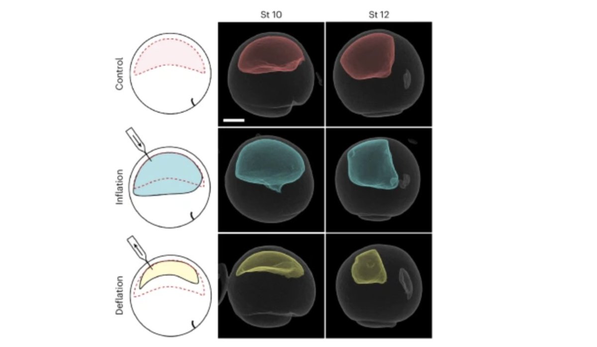 How do cells choose an identity in the developing embryo? ⬆️ hydrostatic pressure inhibits signaling through transcriptional coregulator Yap, preventing differentiation into #neuralcrest in frog, mouse & human brain cell models. @JstDyll @mayor_lab ow.ly/KBum50R2ym5
