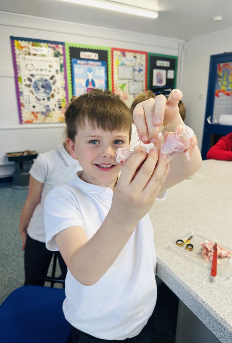 Lab_13Irchester's tweet photo. A brilliant way to end the Y3 unit on bones, joints and muscles, the children dissected a chicken wing and were able to identify the muscles, bones, tendons and blood vessels that make up this joint! 👌🏻😀 https://t.co/ahU9R7UcfQ