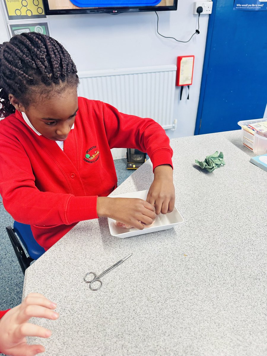 A brilliant way to end the Y3 unit on bones, joints and muscles, the children dissected a chicken wing and were able to identify the muscles, bones, tendons and blood vessels that make up this joint! 👌🏻😀