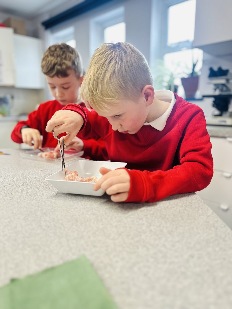 Lab_13Irchester's tweet photo. A brilliant way to end the Y3 unit on bones, joints and muscles, the children dissected a chicken wing and were able to identify the muscles, bones, tendons and blood vessels that make up this joint! 👌🏻😀 https://t.co/ahU9R7UcfQ