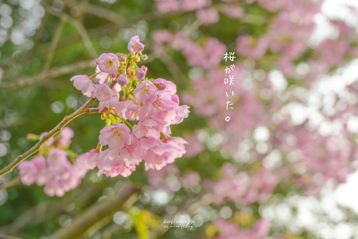 Maamvlog's tweet photo. 桜が咲いた〜🌸 https://t.co/cnkec0Latj