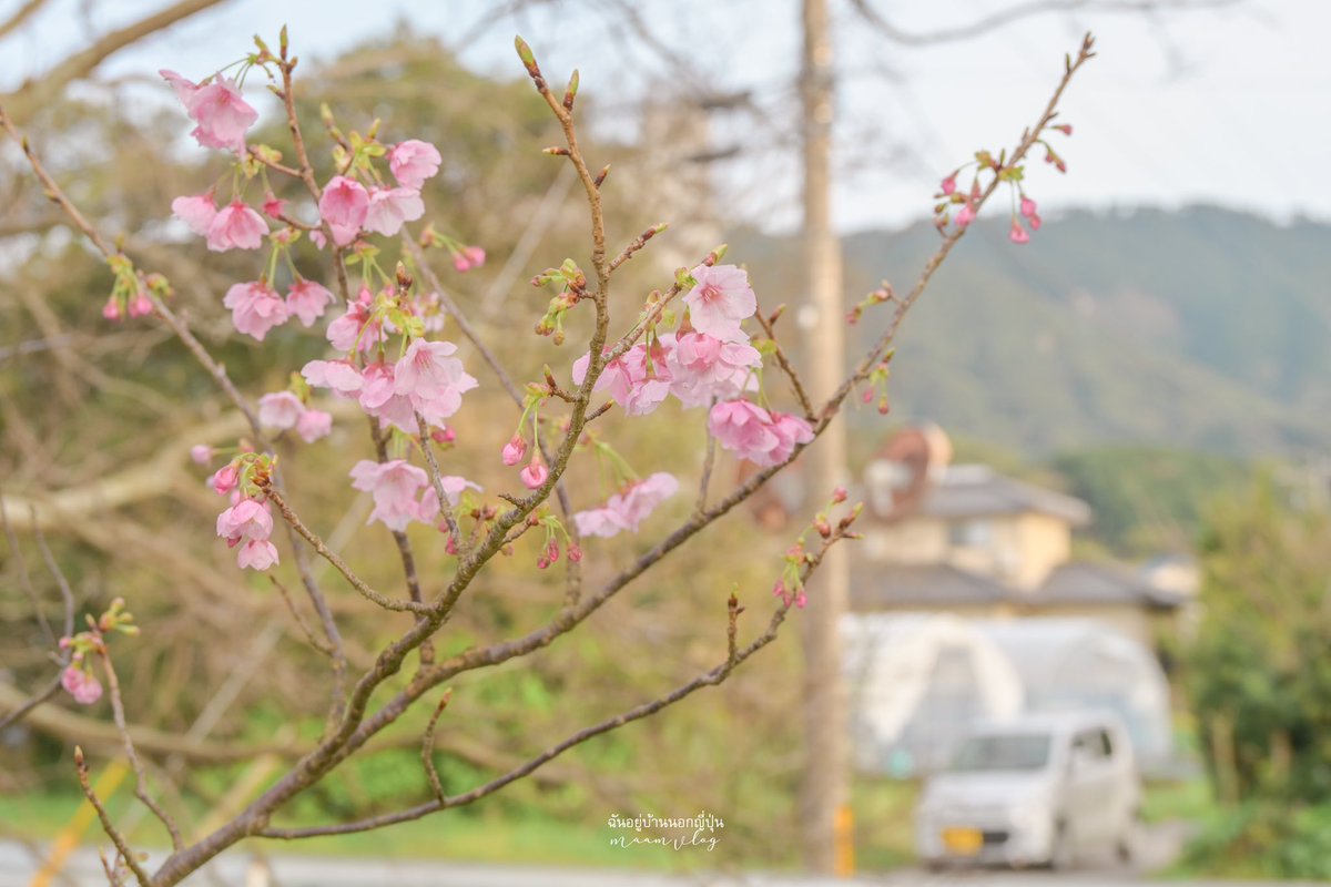 Maamvlog's tweet photo. 桜が咲いた〜🌸 https://t.co/cnkec0Latj