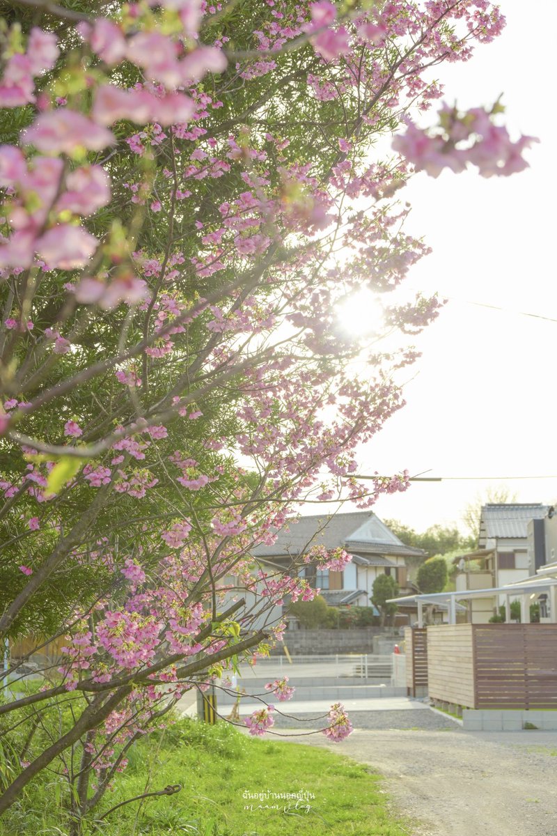 Maamvlog's tweet photo. 桜が咲いた〜🌸 https://t.co/cnkec0Latj