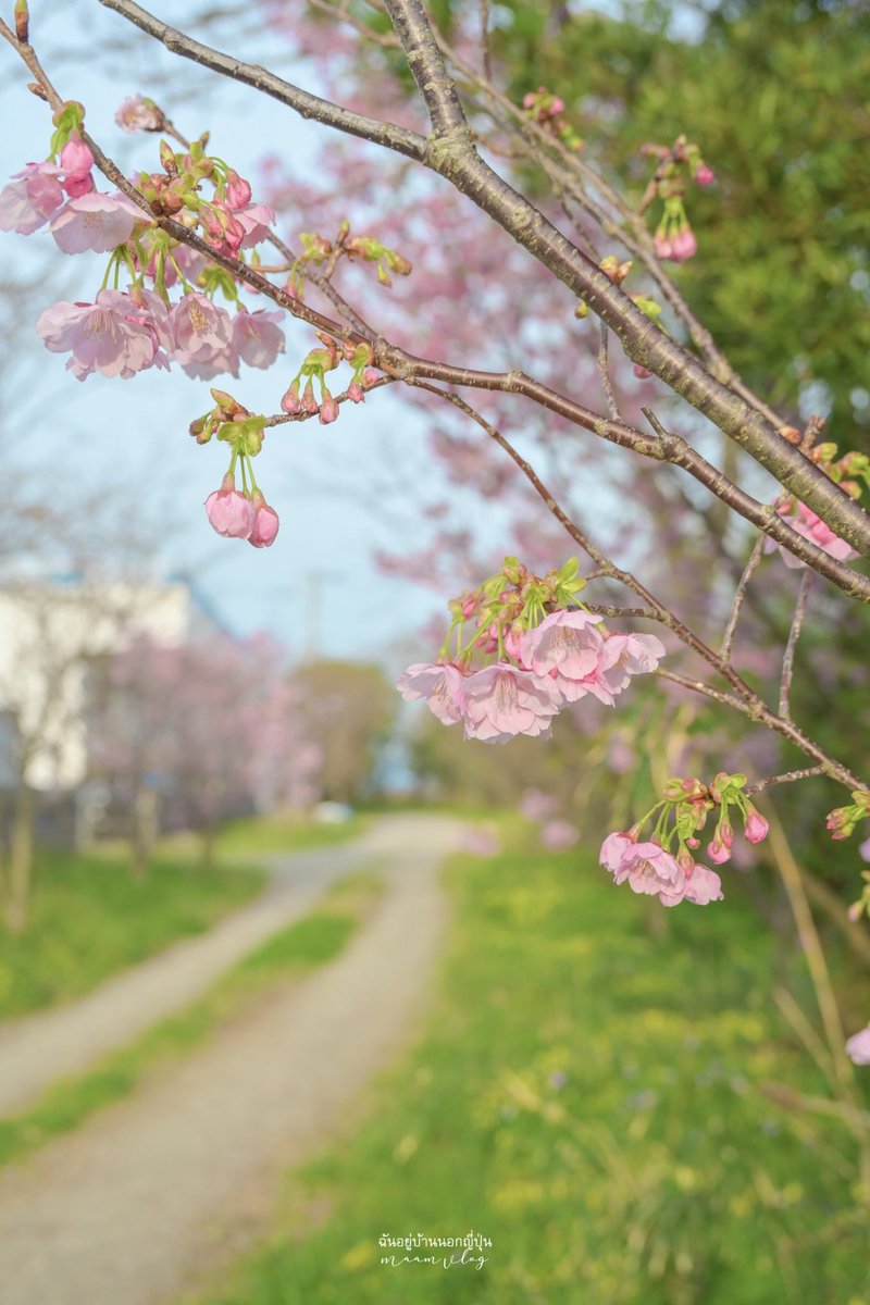 Maamvlog's tweet photo. 桜が咲いた〜🌸 https://t.co/cnkec0Latj