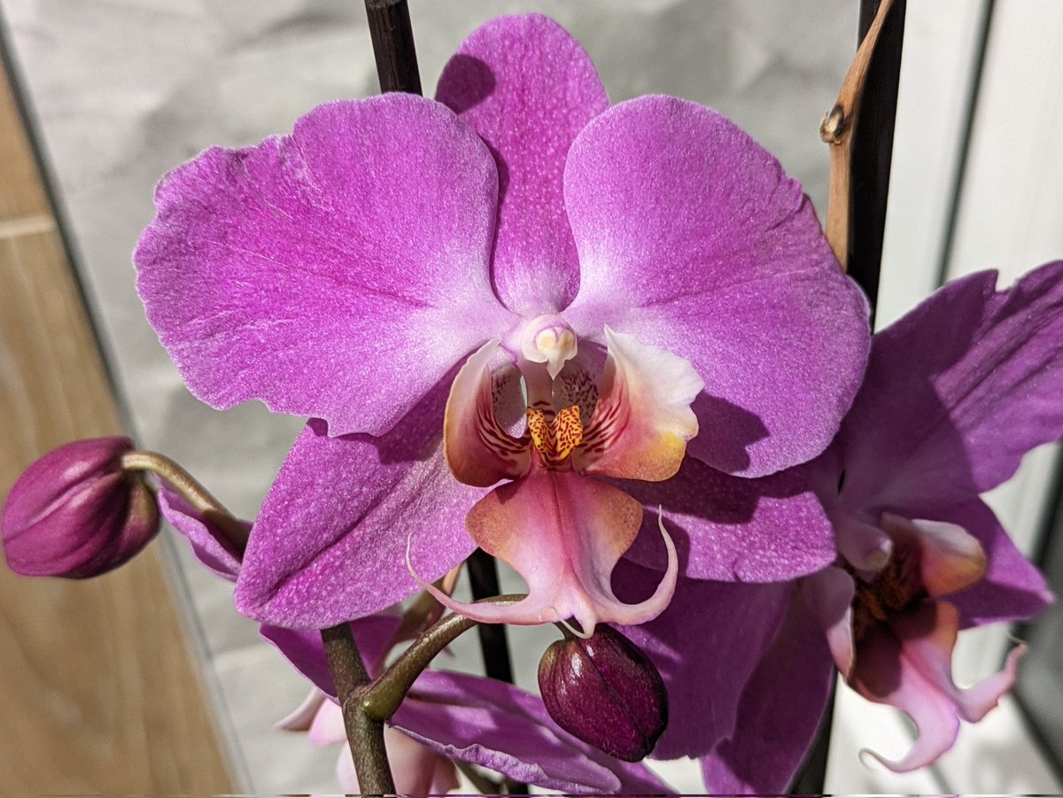 First time we've managed to get an orchid to reflower. Stunning colours!

#naturalworld