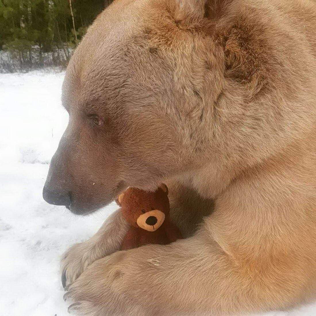 🐻 Bear 🌼 (@bearposting) on Twitter photo 