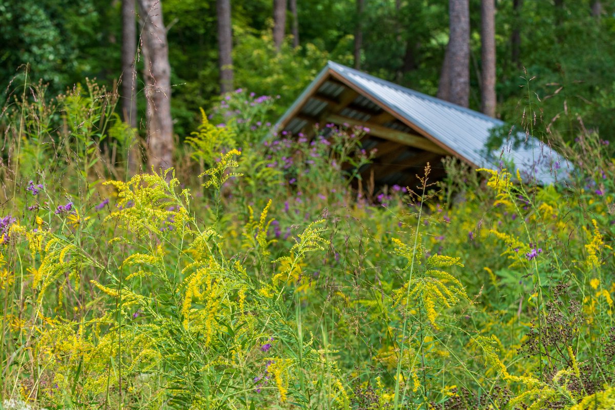 Join curator Annabel Renwick & horticulturist Maegan Luckett, of the Blomquist Garden of Native Plants, for the @jcraulstonarb Garden Conversations series online today from 3-4 p.m. Free! jcra.ncsu.edu/events/details… , or catch it later on YouTube. PC: Bodine.