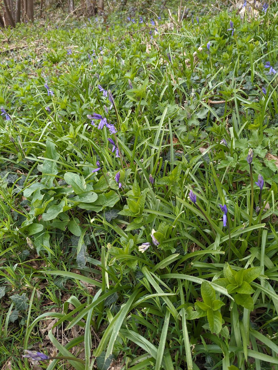 frank_czar's tweet photo. First bluebells at One Tree Hill https://t.co/9cXrKiApRt
