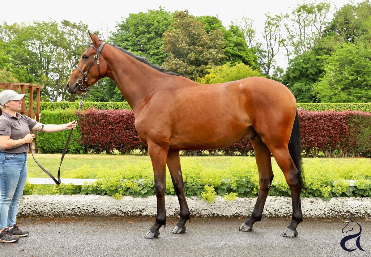 Impressive double for Killeen Glebe grads as SPINNINGAYARN bolts up on debut at Killeagh, winning the 4YO Maiden by 10L for @farmerdoyle16 ✨ Order Of St George @coolmorestud gelding was bought with Mags O’Toole as a foal & resold by Killeen Glebe @Tattersalls_ie Derby Sale