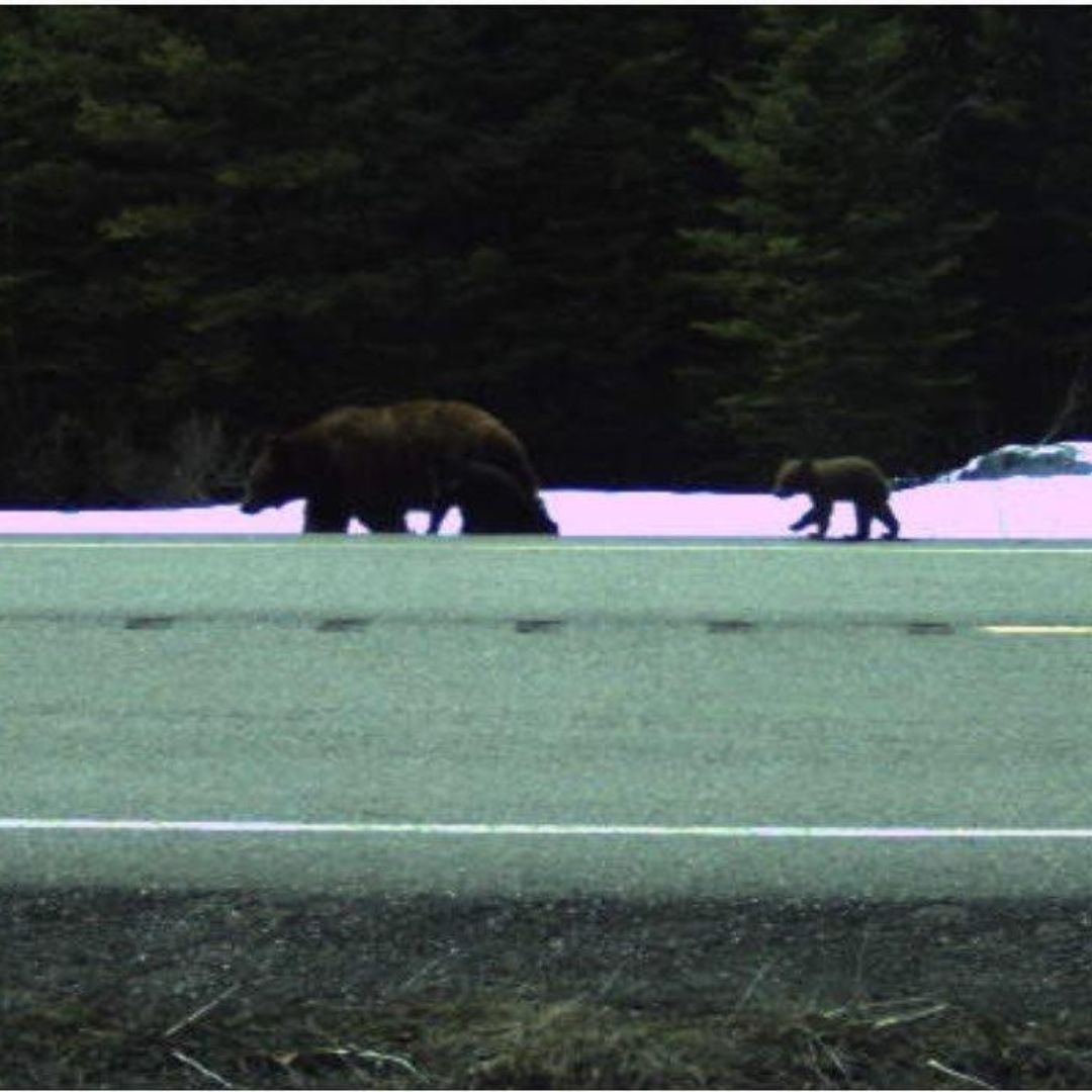 USBPChiefHVM's tweet photo. Did you know that bears typically emerge from their dens between March and April? As spring begins, we need to be more vigilant while out on patrol! #BeBearAware @GlacierNPS https://t.co/9GWSCP5Myq