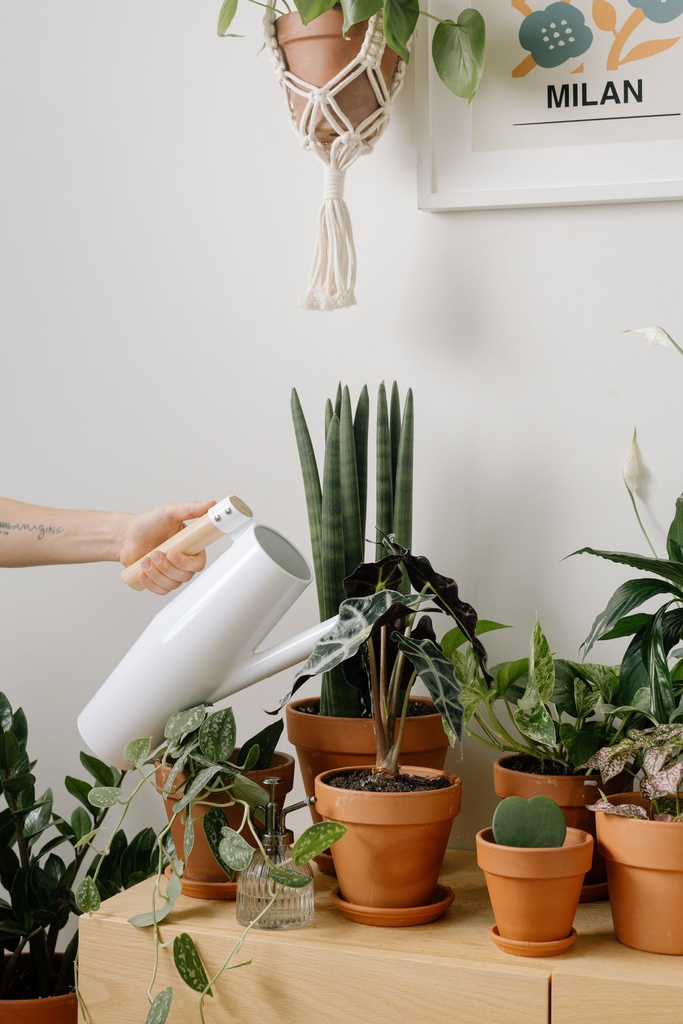ForPlantsCo's tweet photo. Quick Tips to Ensure you Water your Plants Correctly!
💧 A plant's growth stage affects its water needs.
💧 Temperature, humidity, and sunlight influence plant watering.
💧 Soil type and water retention/drainage impact watering frequency.
💧 Check soil moisture regularly. https://t.co/SHMl05vuK7