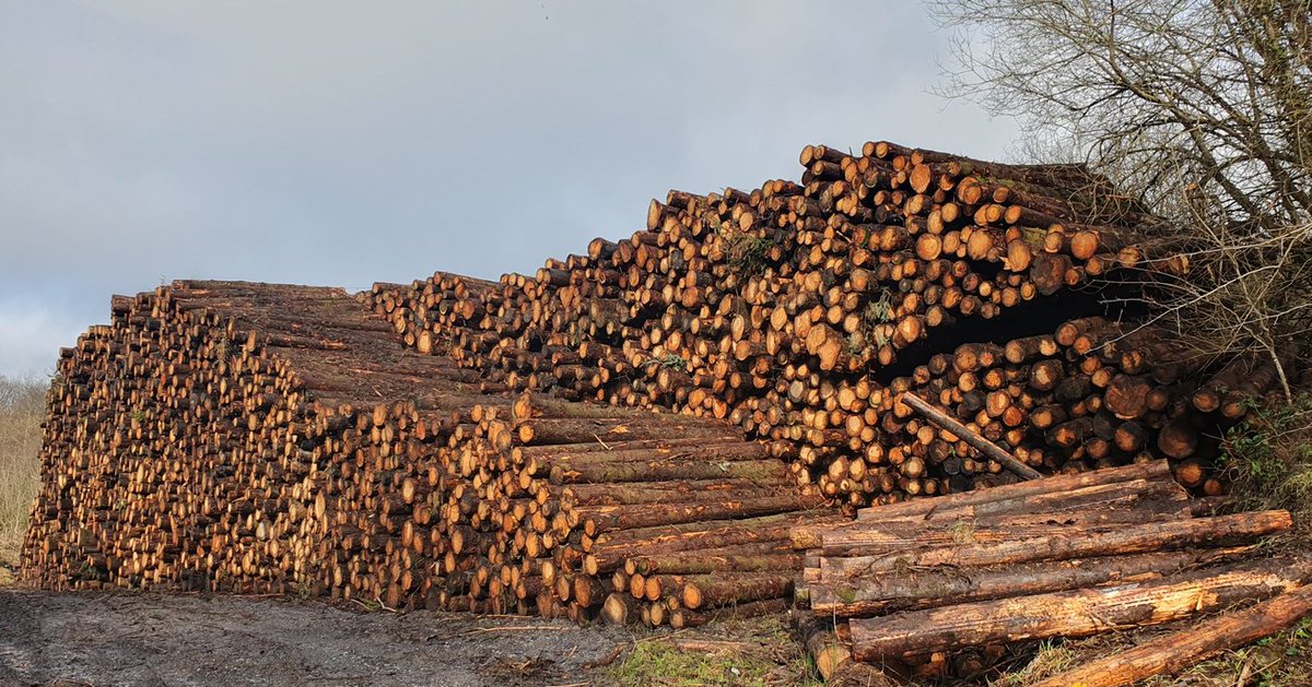 Leitrim County Council members call for forestry developments to be brought under the planning regulations @pippa_hackett @McConalogue commercial industrial scale development need to be decided locally by the planning authority to minimise negative impacts leitrimobserver.ie/https%3A%2F%2F…