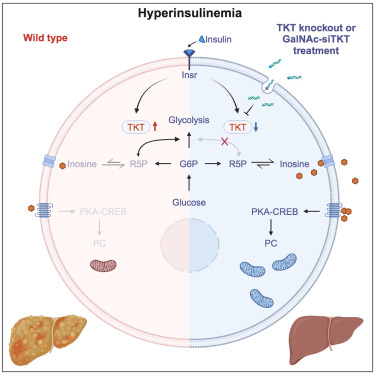 Cell_Metabolism's tweet photo. New!  Online now: Transketolase promotes MAFLD by limiting inosine-induced mitochondrial activity https://t.co/1MOMNgAtjp https://t.co/IFLEEXFEpG