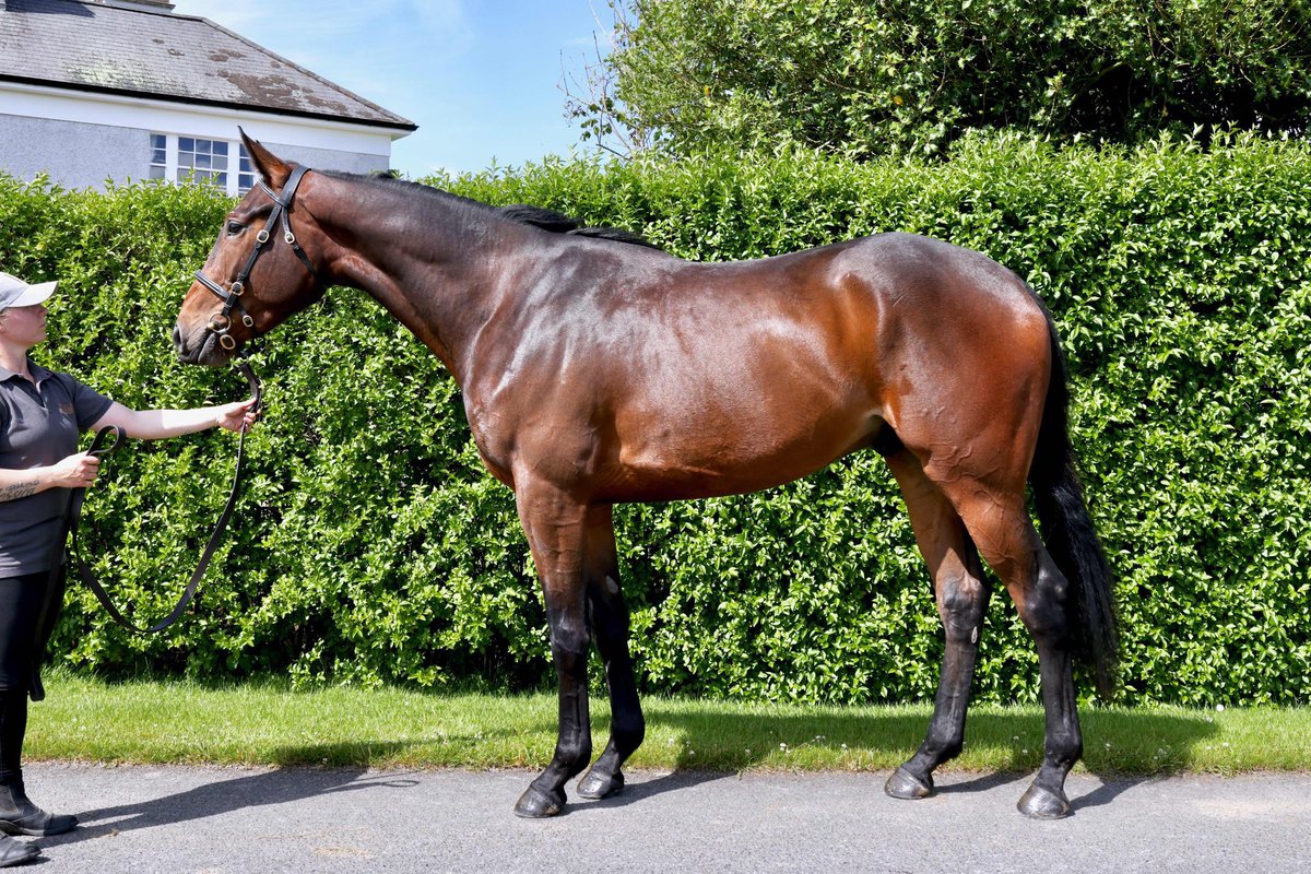 The last three stores sold by Killeen Glebe at the @Tattersalls_ie Derby Sale have all won 4YO Maidens on debut 💯 ✨ EL GRANJERO @peterflood8 ✨ SPINNINGAYARN @farmerdoyle16 ✨ ELUSIVE PRINCE @SuirviewStables