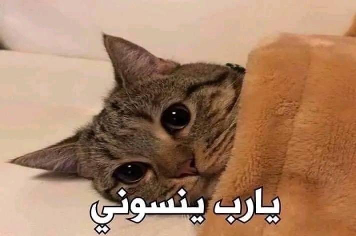 egymeme11's tweet photo. - اتفقت مع صحابي ننزل و حددنا الميعاد بعد الفطار ..

= انا بعد الفطار  : https://t.co/VG4vLmm6pg
